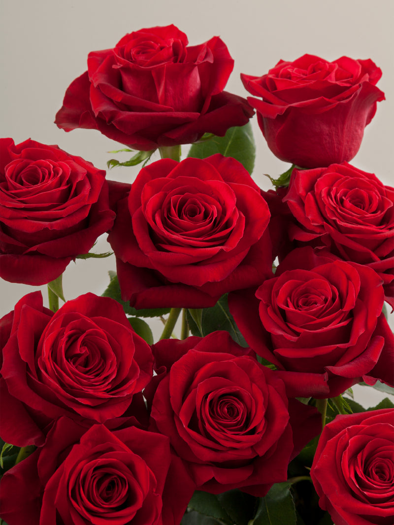 Close-up of multiple fresh red roses grouped tightly together.
#color_red
