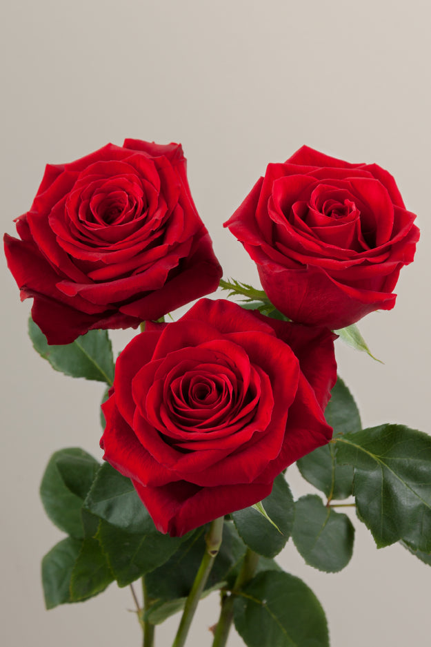 Three red roses on stems with green leaves against a light background.
#color_red #detail