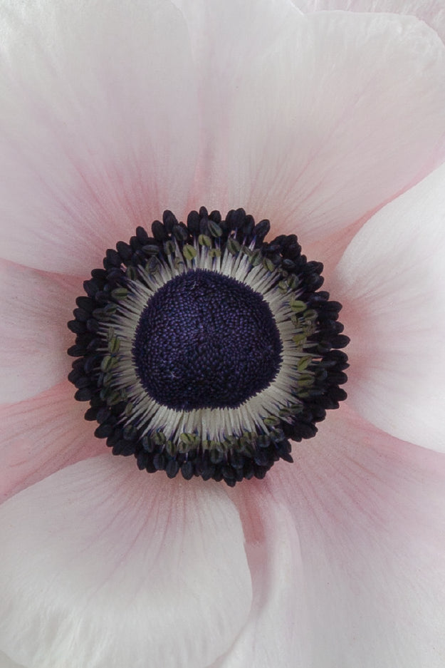 Macro close-up of a deep white mistral anemone showing detailed petal pattern.
#color_panda #detail