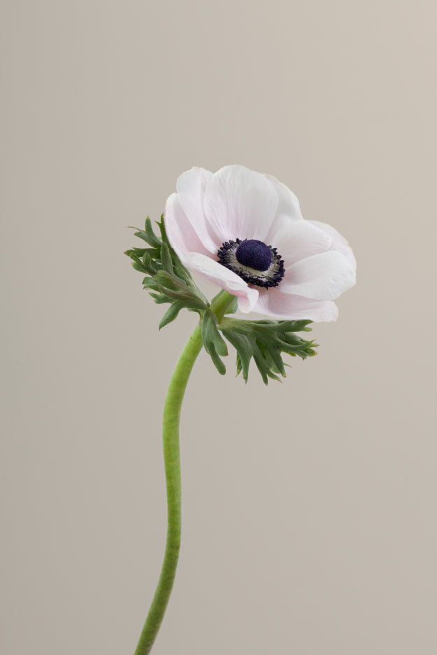Single white mistral anemone with a long green stem with leaves against a neutral background.
#color_panda #detail