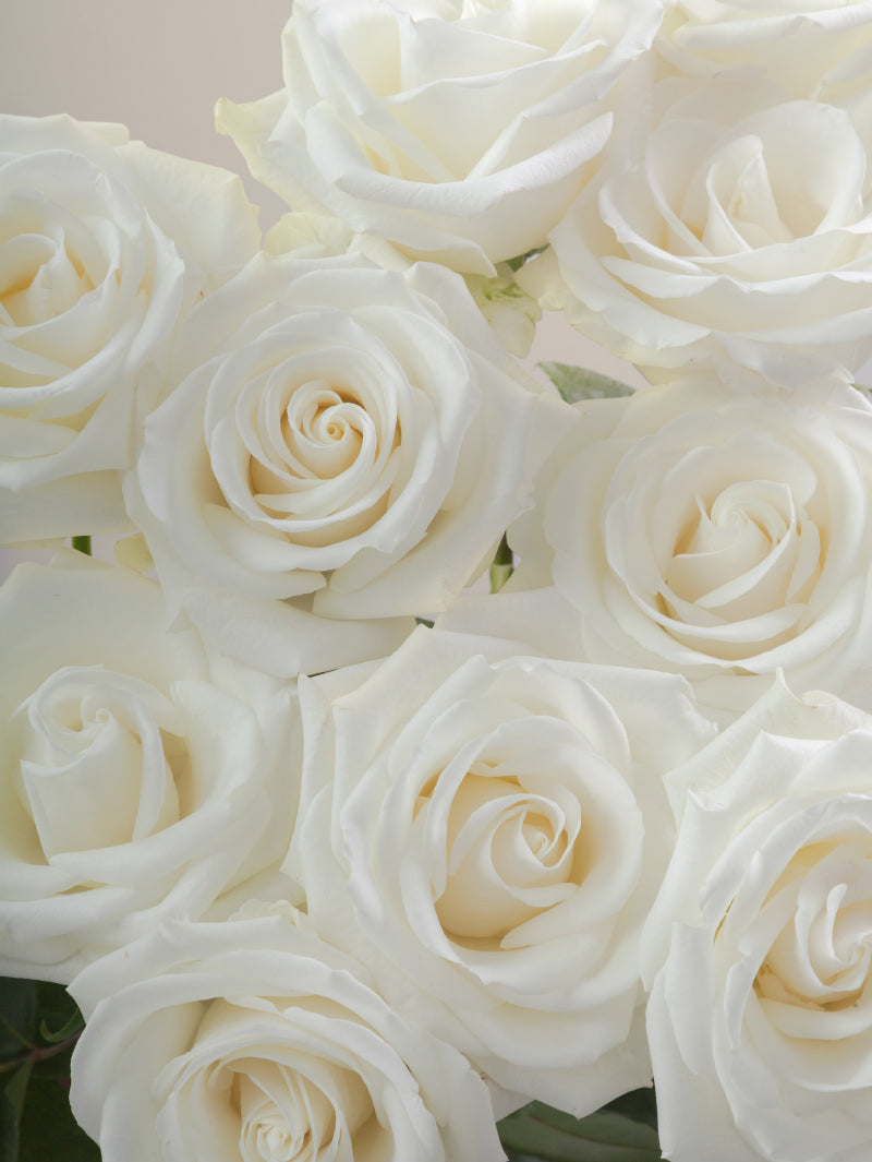 Close-up of multiple fresh white roses grouped tightly together.
#color_white