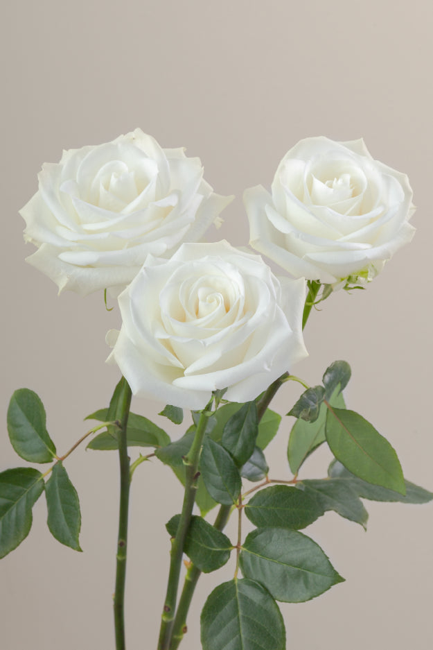 Three white roses on stems with green leaves against a light background.
#color_white #detail