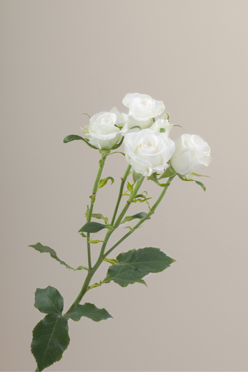 Single white spray rose with a long green stem with leaves against a neutral background.
#color_white #detail