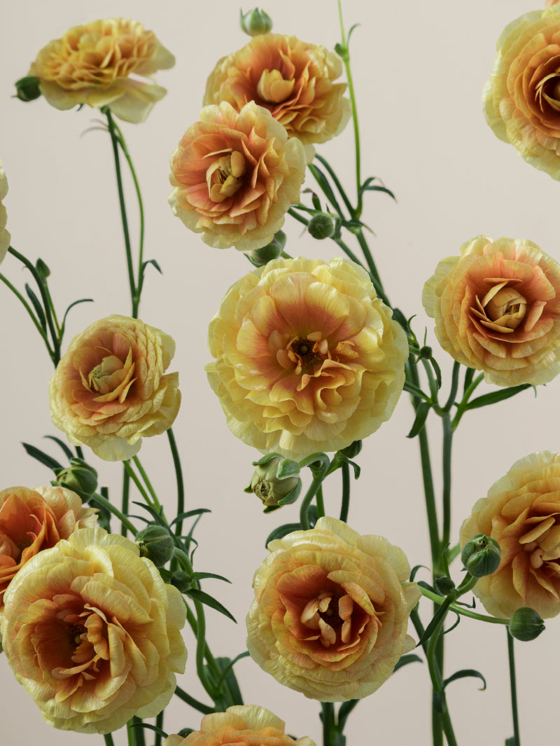 Close-up of multiple fresh yellow natura moderna ranunculus grouped tightly together.
#color_miele
