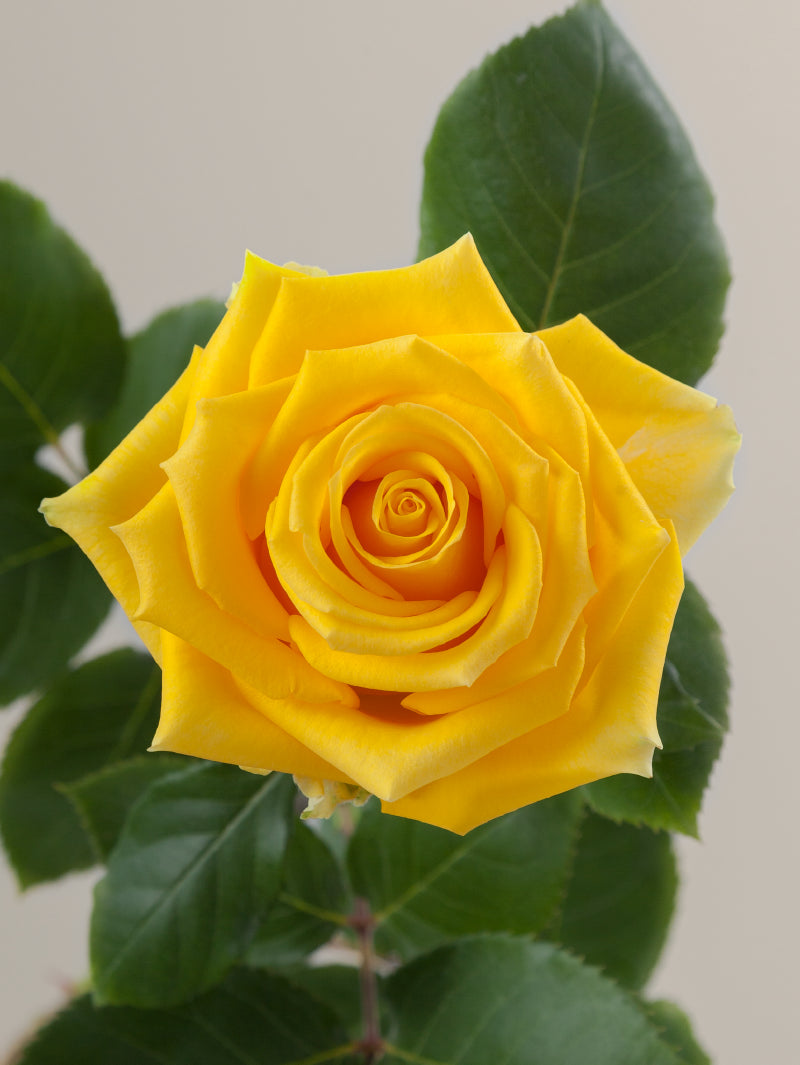 Single yellow rose with green stem and leaves against a light background.
#color_yellow