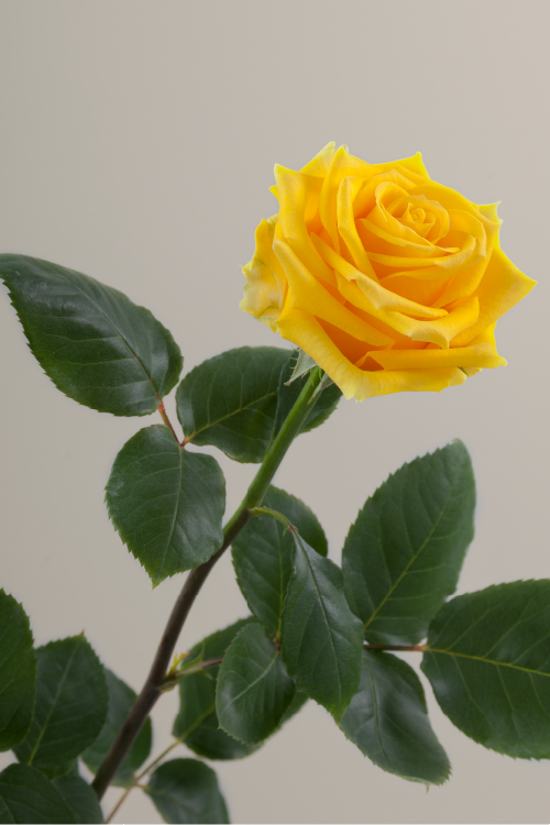 Single yellow rose with a long green stem with leaves against a neutral background.
#color_yellow #detail