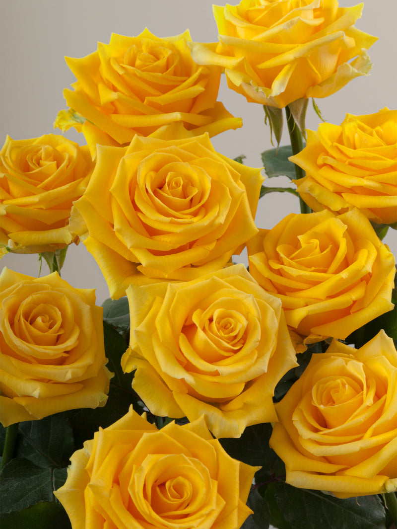 Close-up of multiple fresh yellow roses grouped tightly together.
#color_yellow