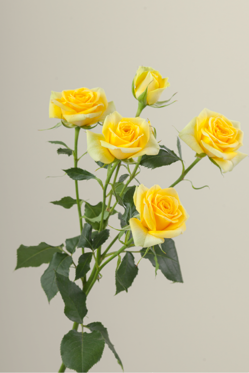Single yellow spray rose with a long green stem with leaves against a neutral background.
#color_yellow #detail