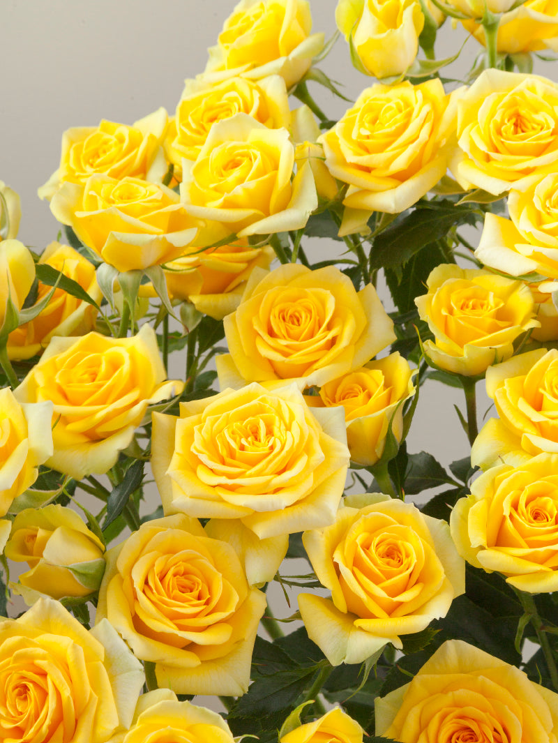 Close-up of multiple fresh yellow spray roses grouped tightly together.
#color_yellow