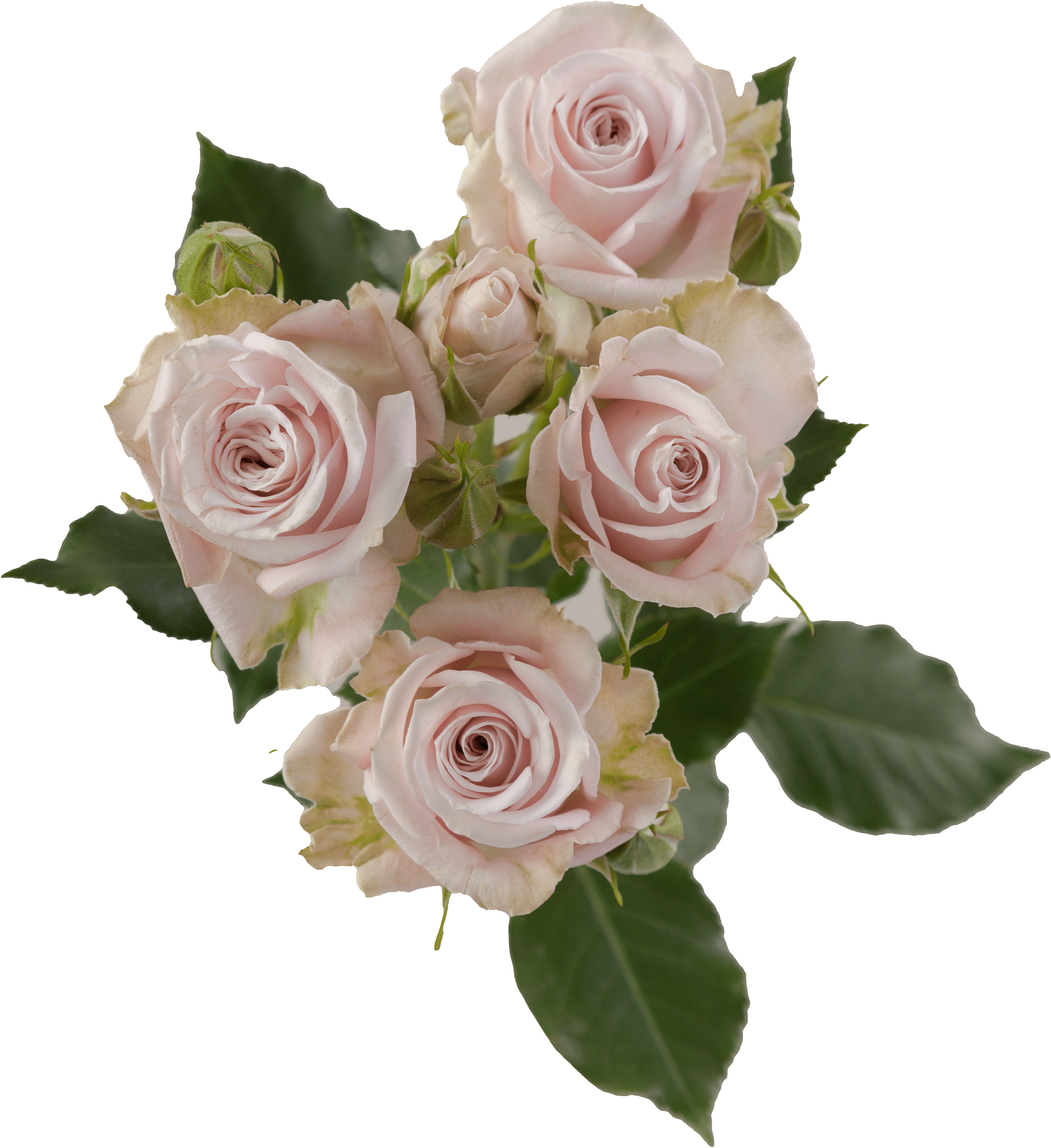 Spray Rose – FriendsandFamily-Rosaprima