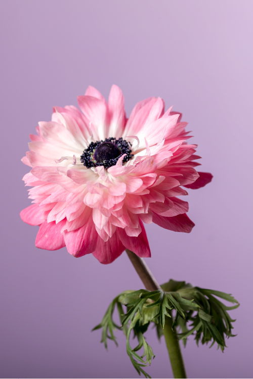 #variety_rosa #detail