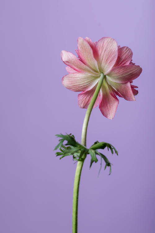 #variety_rosa #detail