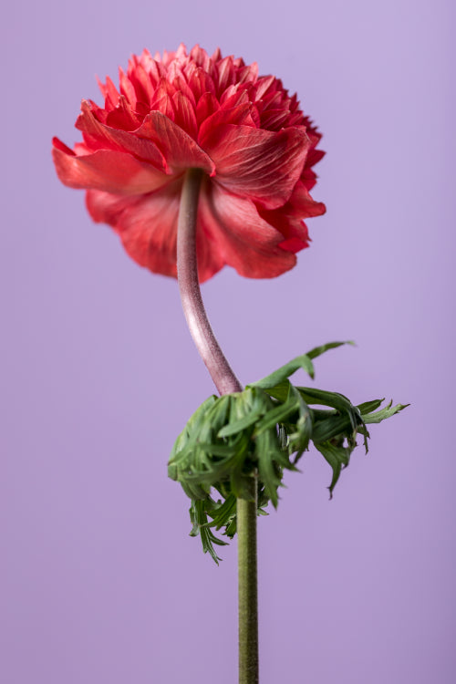 #variety_rosso #detail