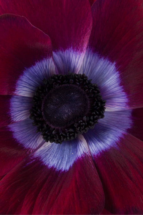 #color_burgundy #detail