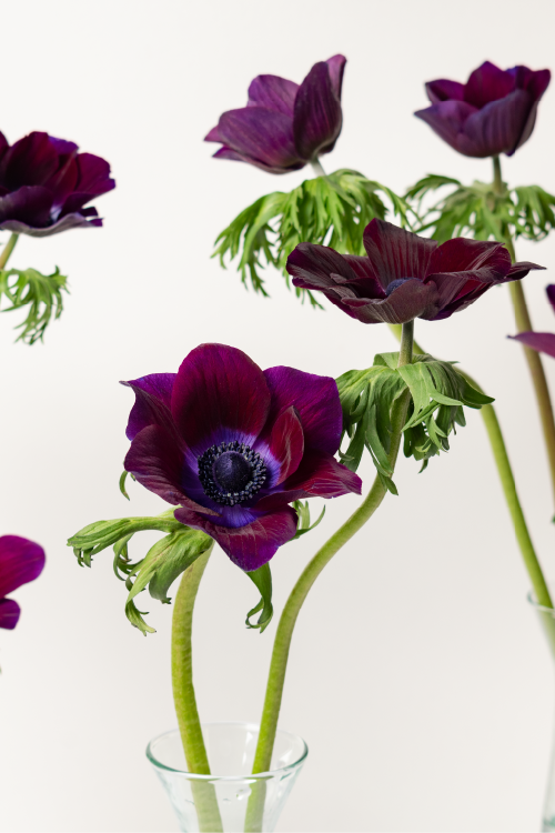 #color_burgundy #detail