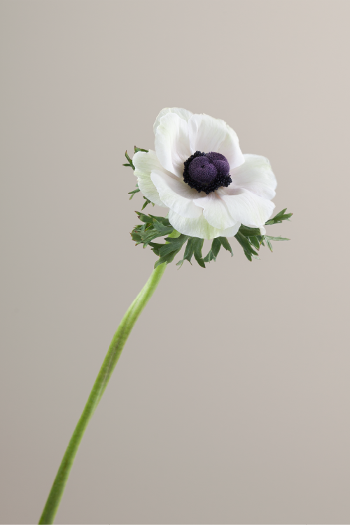 #color_panda #detail