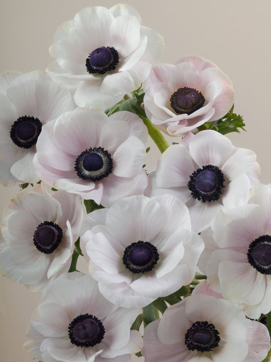 Anemone Mistral Panda Blush