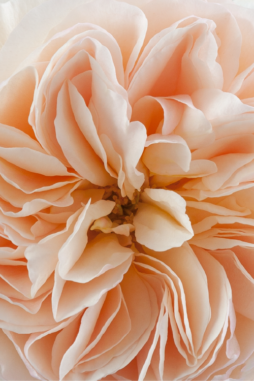 #color_peach #detail