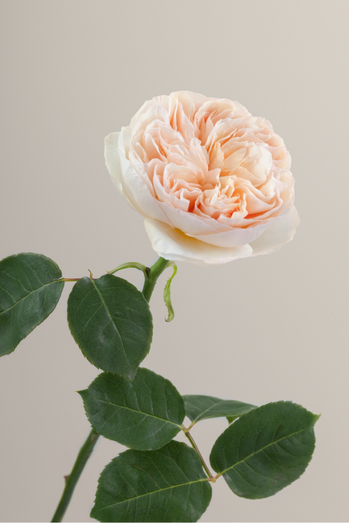 #color_peach #detail