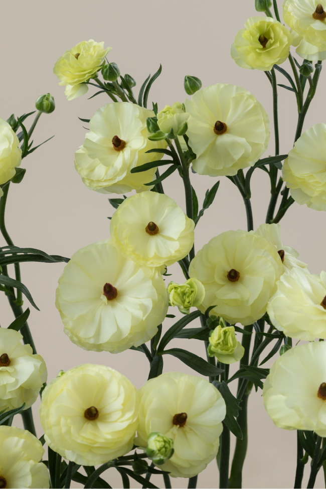 #color_limoncello #detail