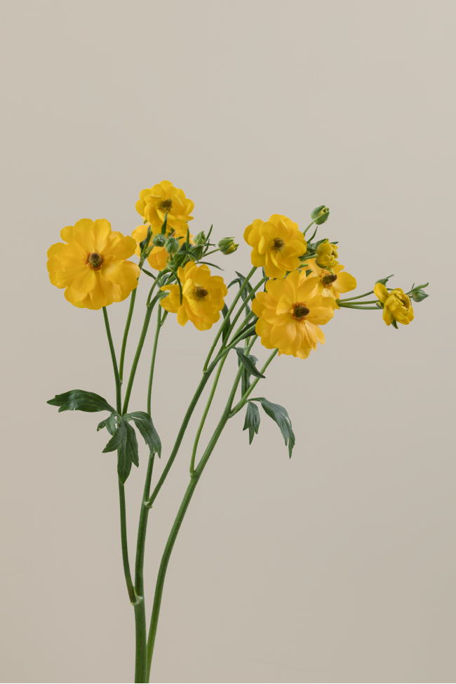 #color_sorrento #detail