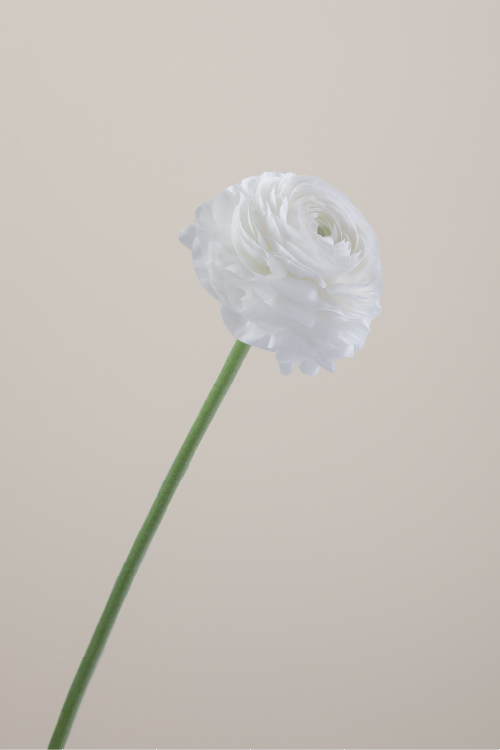 #color_bianco #detail