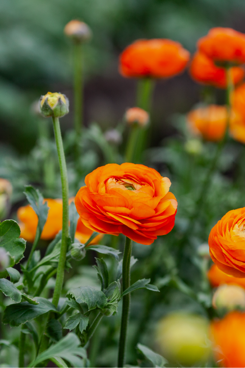 #color_clementine #detail