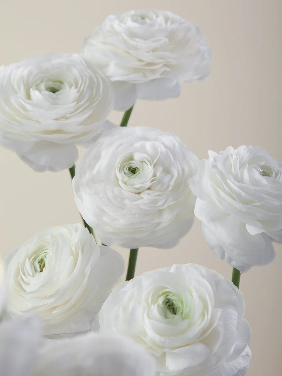 Bulk Box Ranunculus/Anemones