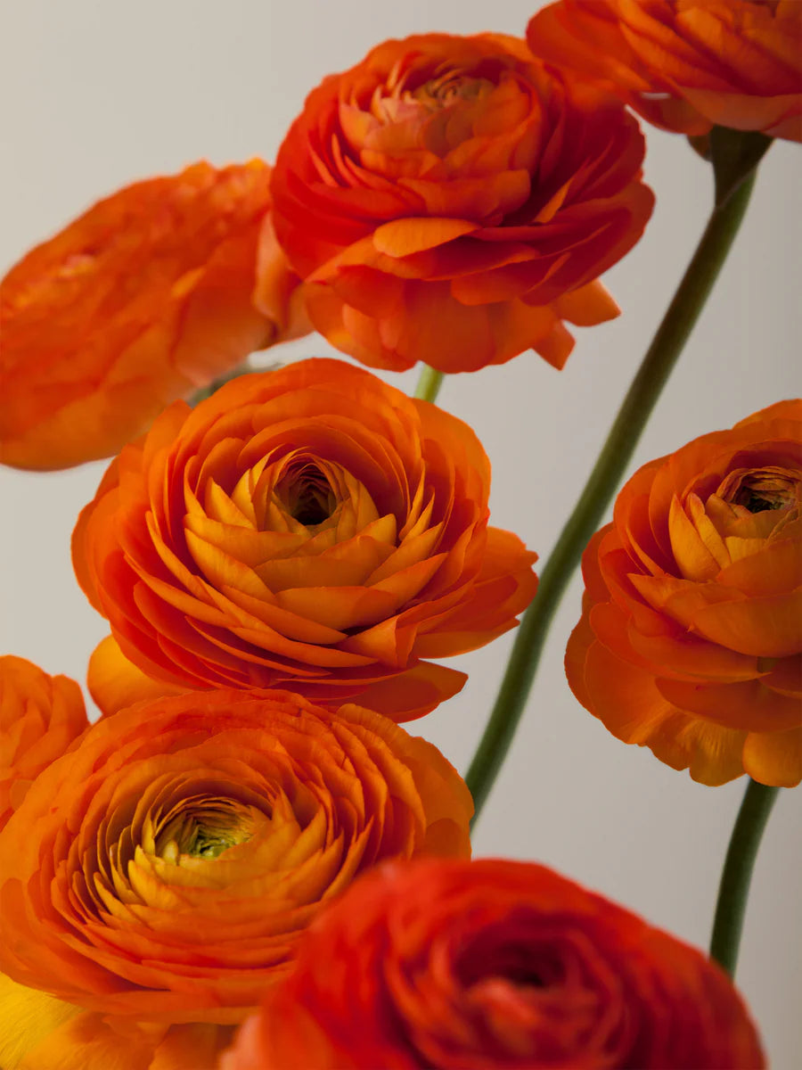 Bulk Box Ranunculus/Anemones