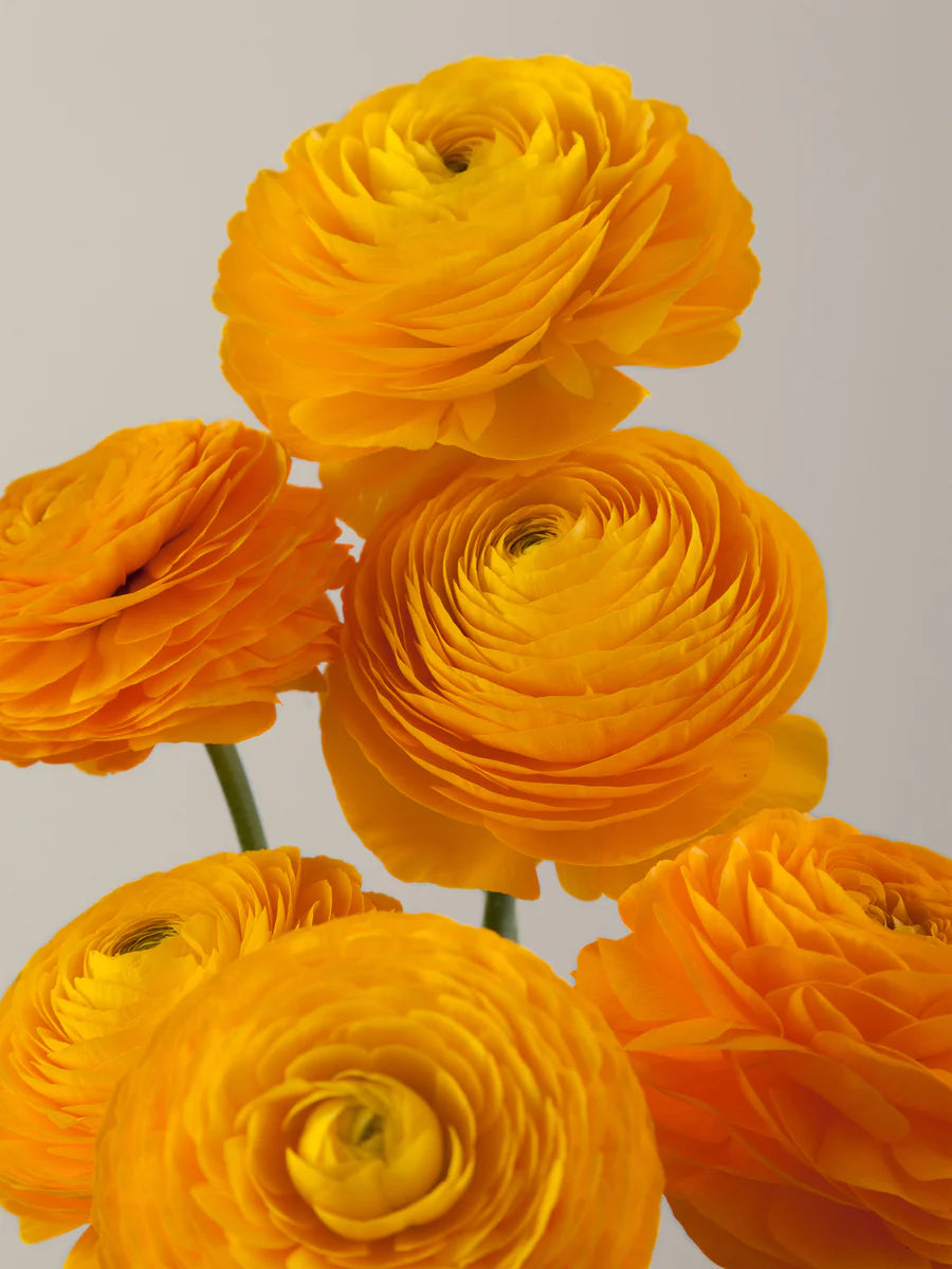 Bulk Box Ranunculus/Anemones