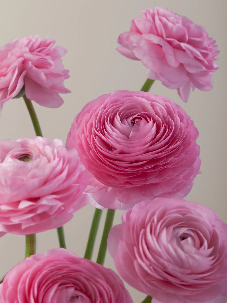 Bulk Box Ranunculus/Anemones