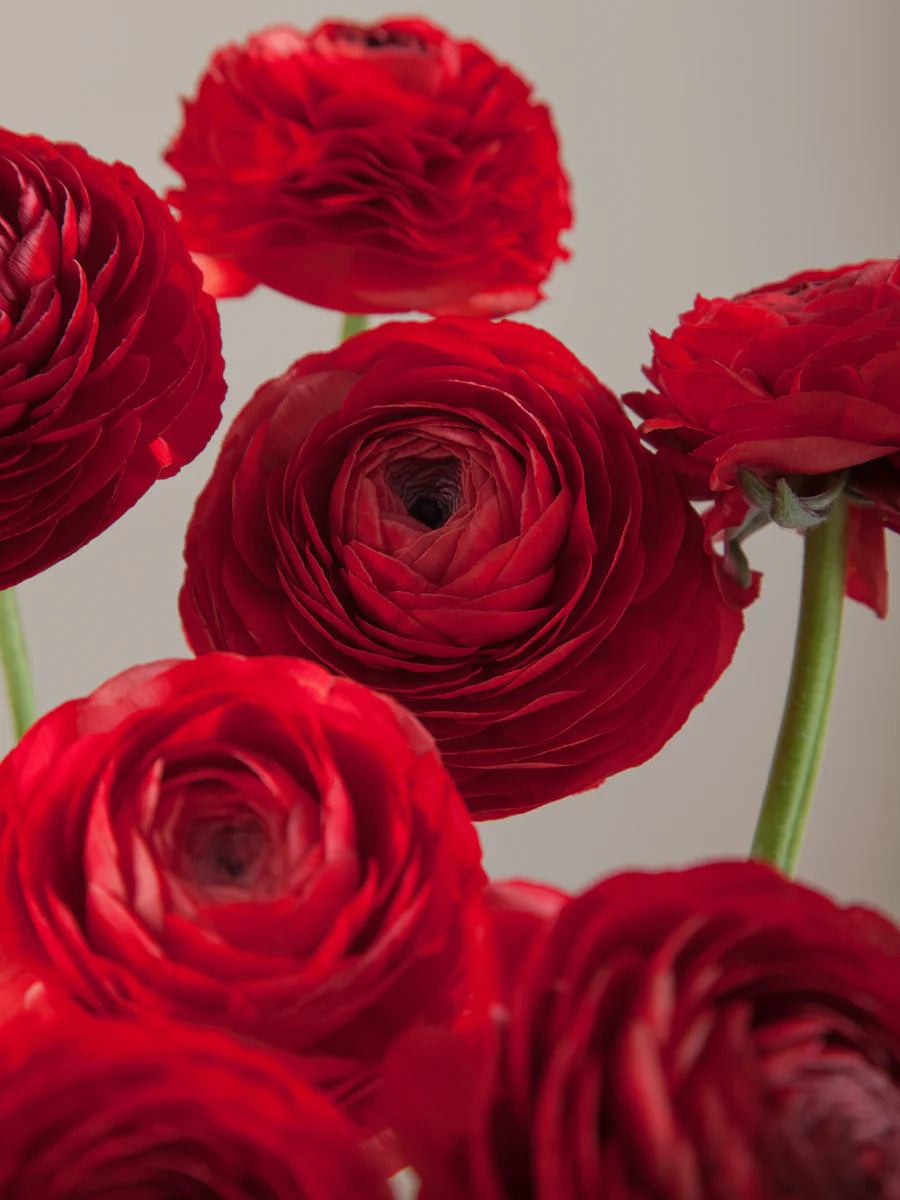 Bulk Box Ranunculus/Anemones