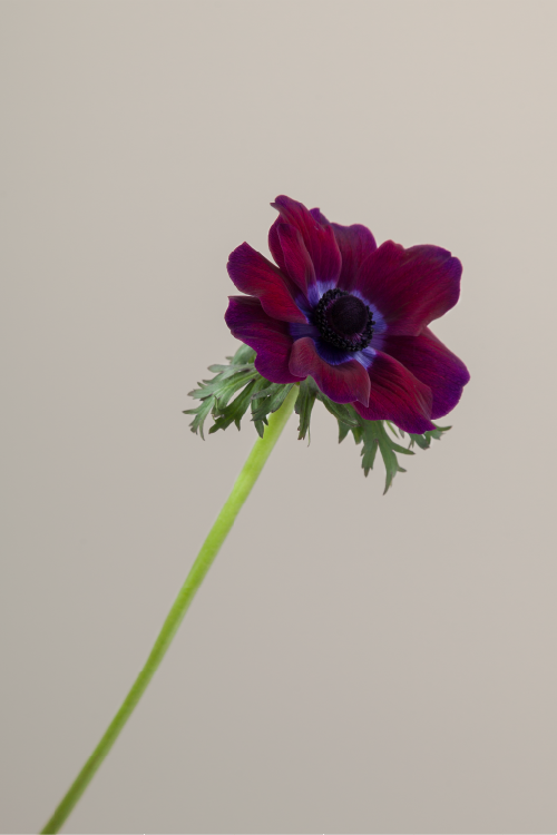 Single burgundy mistral anemone with a long green stem with leaves against a neutral background.

#color_burgundy #detail