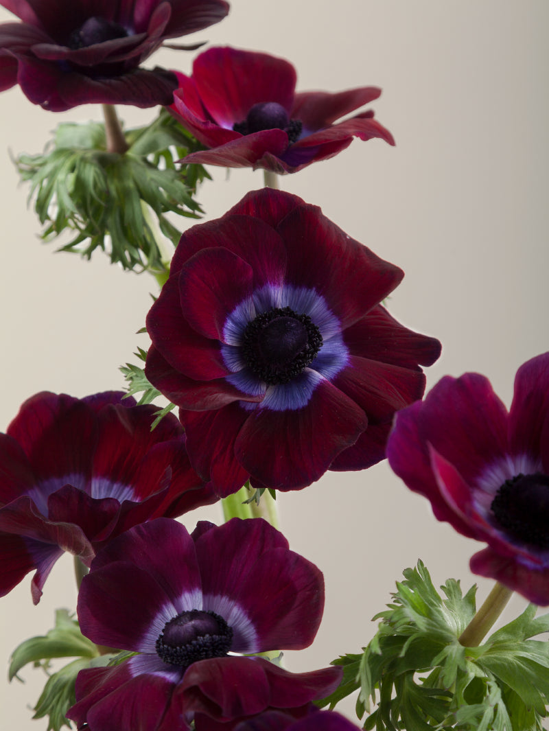Close-up of multiple fresh burgundy mistral anemones grouped tightly together.

#color_burgundy