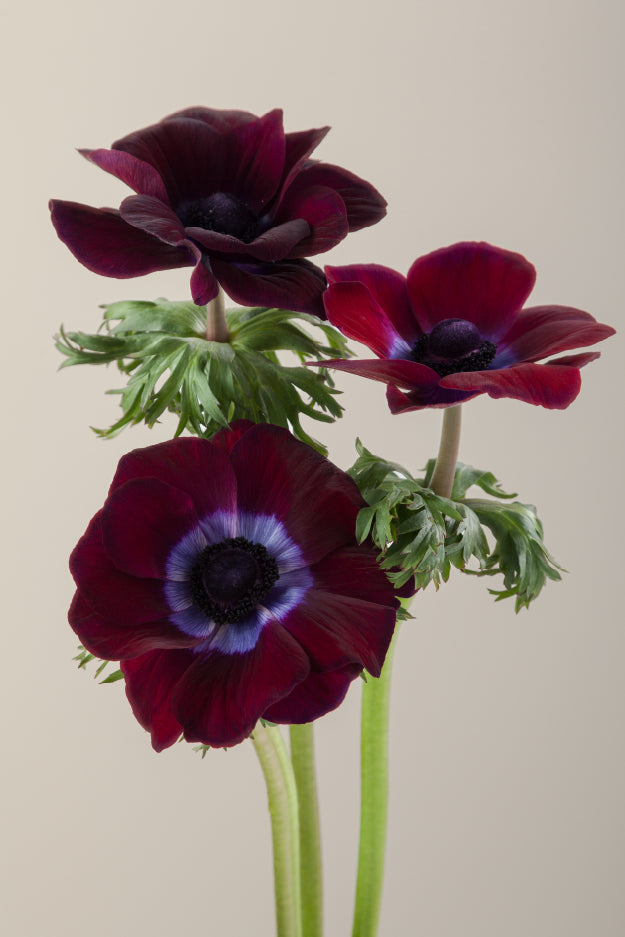 Three burgundy mistral anemones on stems with green leaves against a light background.

#color_burgundy #detail