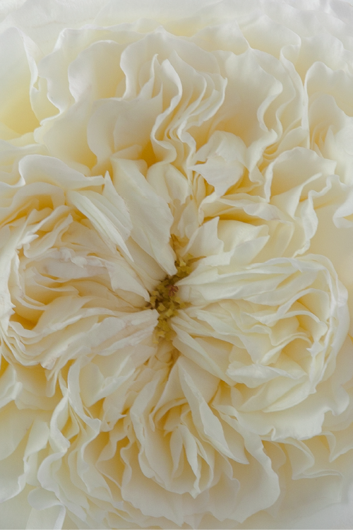 #color_cream #detail