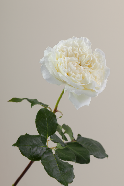 #color_cream #detail