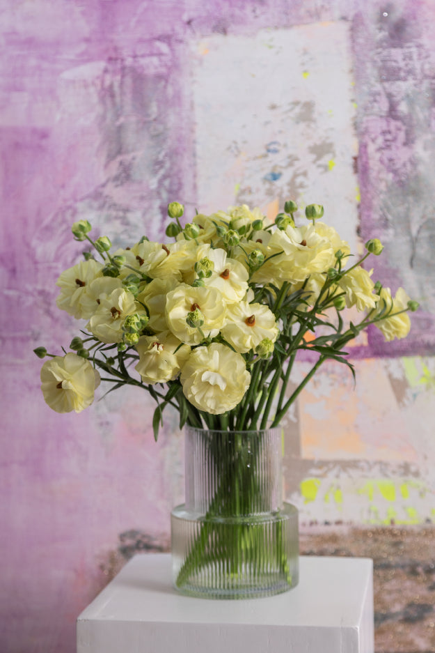 Bouquet of cream natura moderna ranunculus arranged in a glass vase on a light background.

#color_limoncello #detail