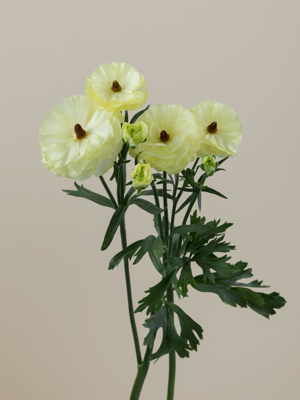 Single cream natura moderna ranunculus with green stem and leaves against a light background.

#color_limoncello