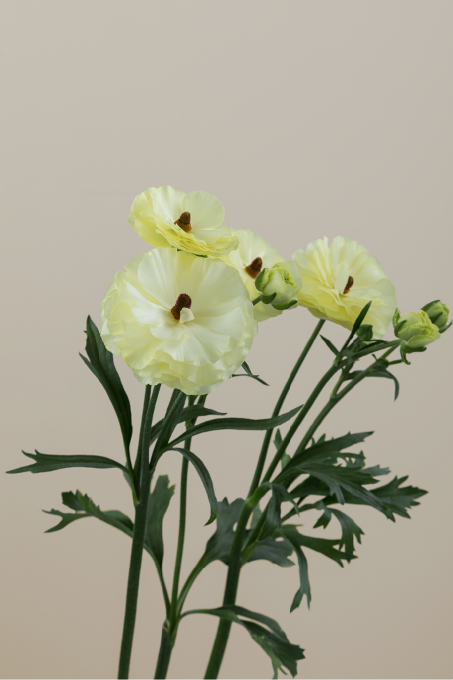 Single cream natura moderna ranunculus with a long green stem with leaves against a neutral background.

#color_limoncello #detail