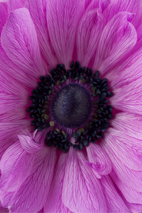 Macro close-up of a deep fucsia levante anemone showing detailed petal pattern.

#color_fucsia #detail