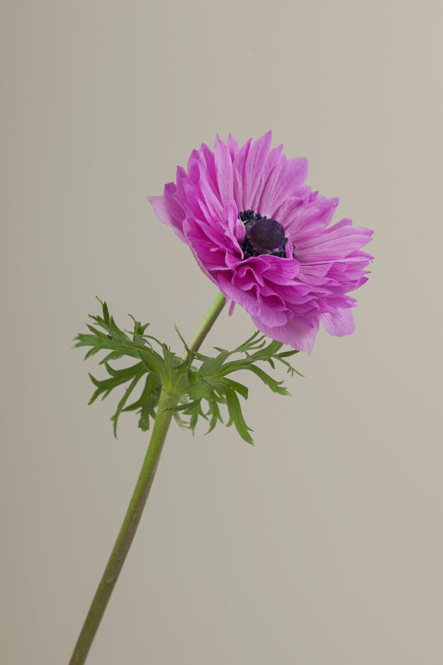 Single fucsia levante anemone with a long green stem with leaves against a neutral background.

#color_fucsia #detail