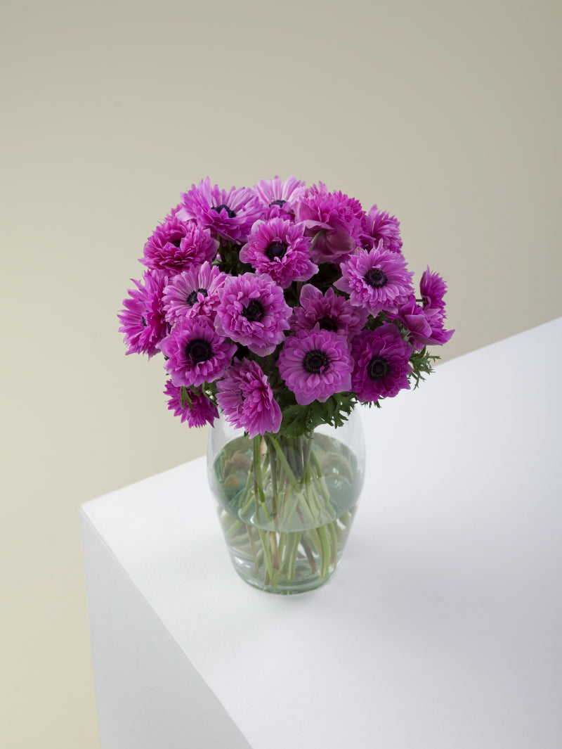 Bouquet of fucsia levante anemones arranged in a glass vase on a light background.

#color_fucsia