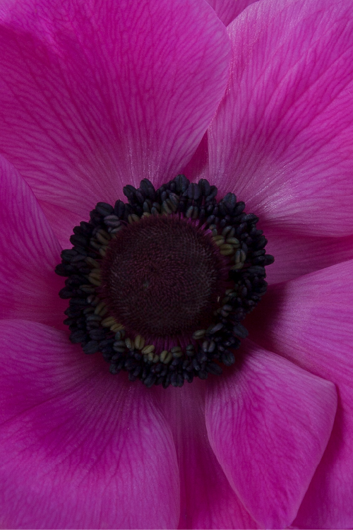 Macro close-up of a deep fucsia mistral anemone showing detailed petal pattern.

#color_fucsia #detail
