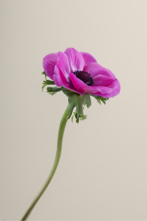Single fucsia mistral anemone with a long green stem with leaves against a neutral background.

#color_fucsia #detail
