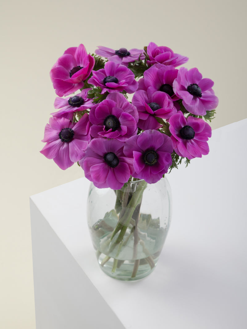 Bouquet of fucsia mistral anemones arranged in a glass vase on a light background

#color_fucsia