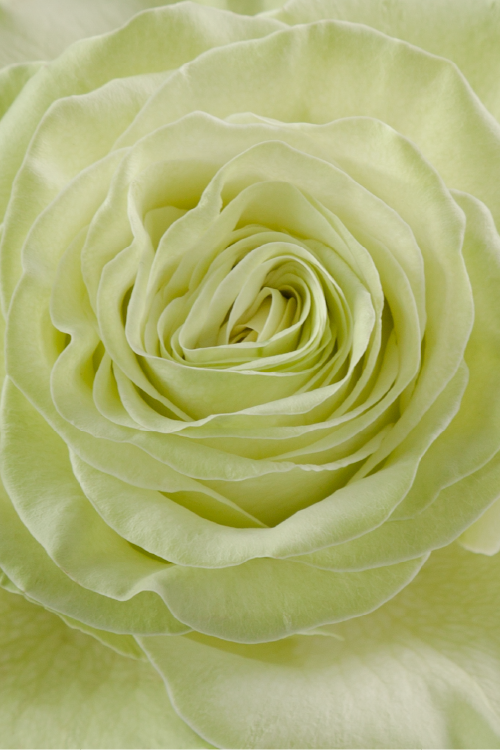 Macro close-up of a deep green rose showing detailed spiral petal pattern.

#color_green #detail