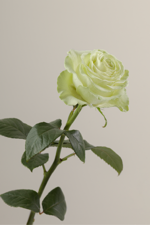 Single green rose with a long green stem with leaves against a neutral background.

#color_green #detail
