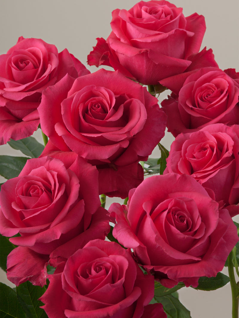 Close-up of multiple fresh hot pink roses grouped tightly together.

#color_hotpink