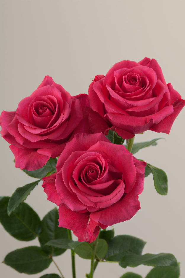 Three hot pink roses on stems with green leaves against a light background.

#color_hotpink #detail